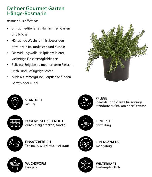 Dehner Gourmet Garten Hänge-Rosmarin