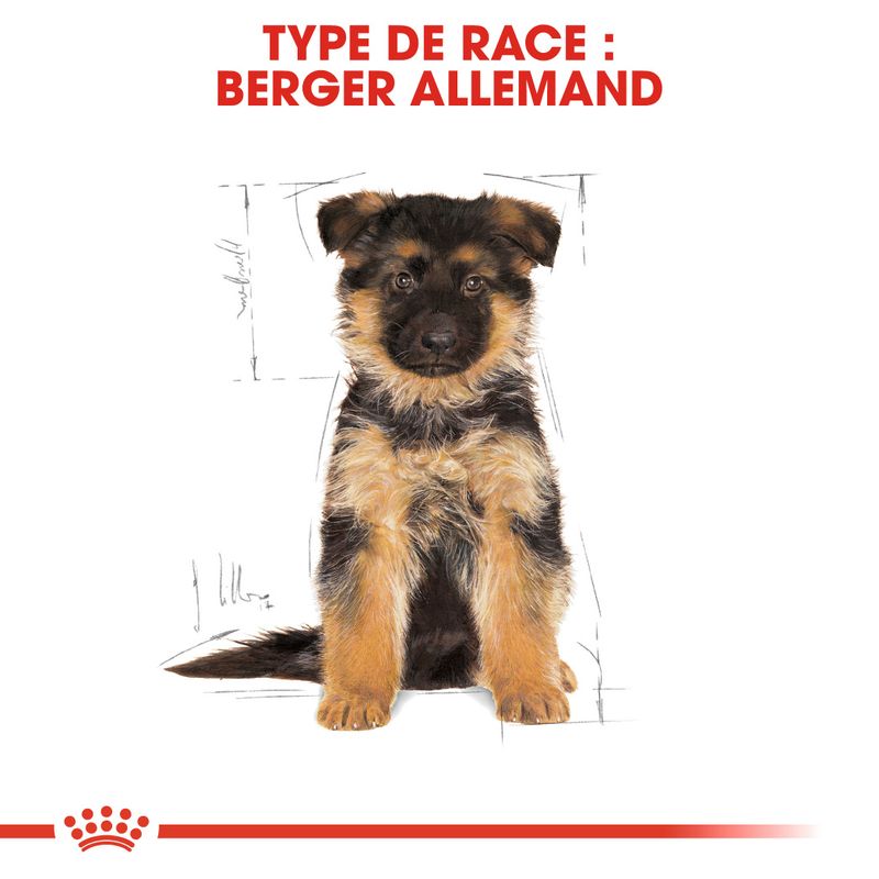 Royal Canin Berger Allemand Puppy sur bitiba.fr