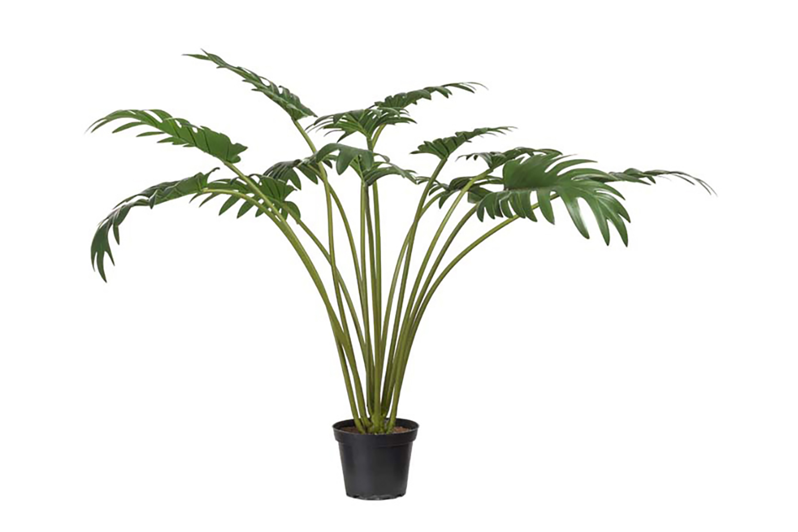 Philodenron potteplante Grønn H65 cm