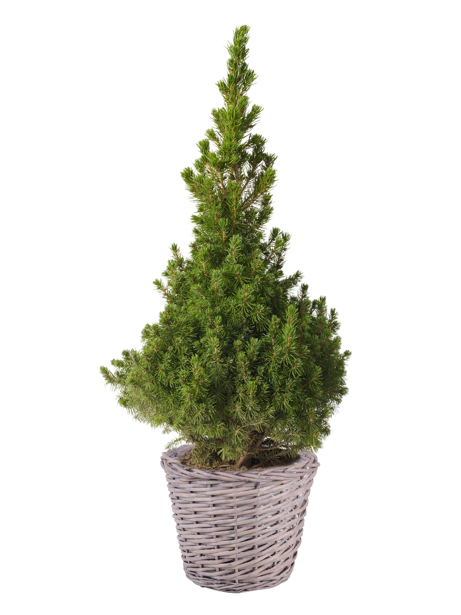 Picea glauca 'Conica' 19 cm Hvitgran Høyde 70 cm
