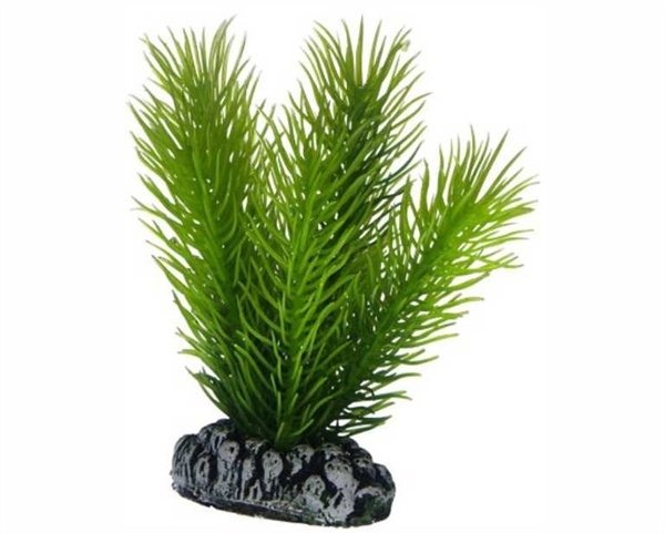 Hobby Plant Mayaca 7cm