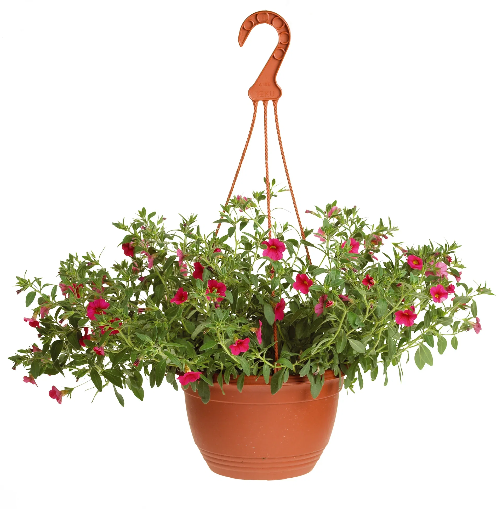 Calibrachoa Pink h. basket 25 cm Småpetunia i ampel Ø25 cm