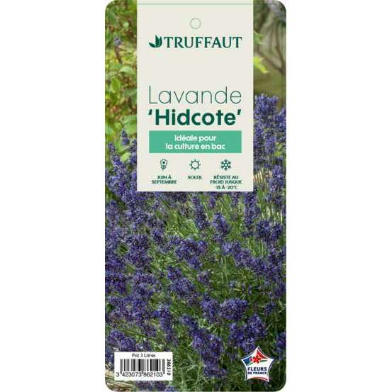 Lavandula angustifolia ' Hidcote ' : 3L RC
