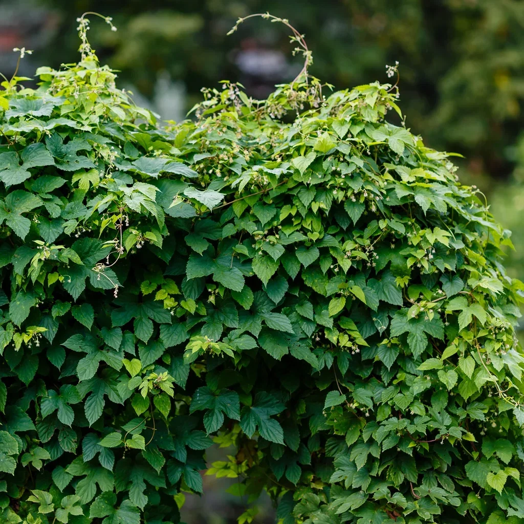 Humulus lupulus 'Nordbrau' Humle 'Nordbrau' Ø15 cm