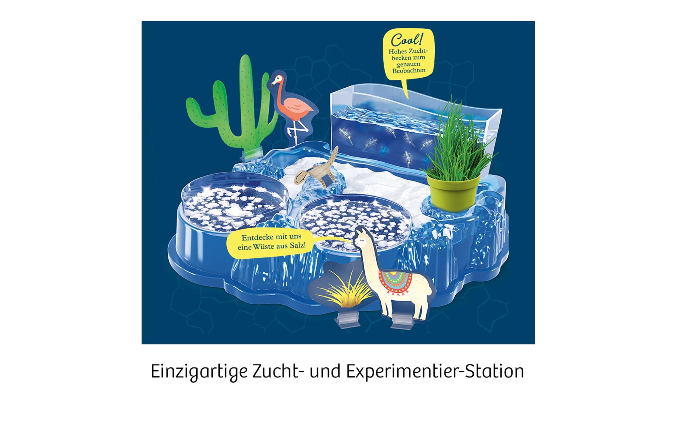 Experimentierkasten SalzkrebseÜberlebenskünstler in der Wüste