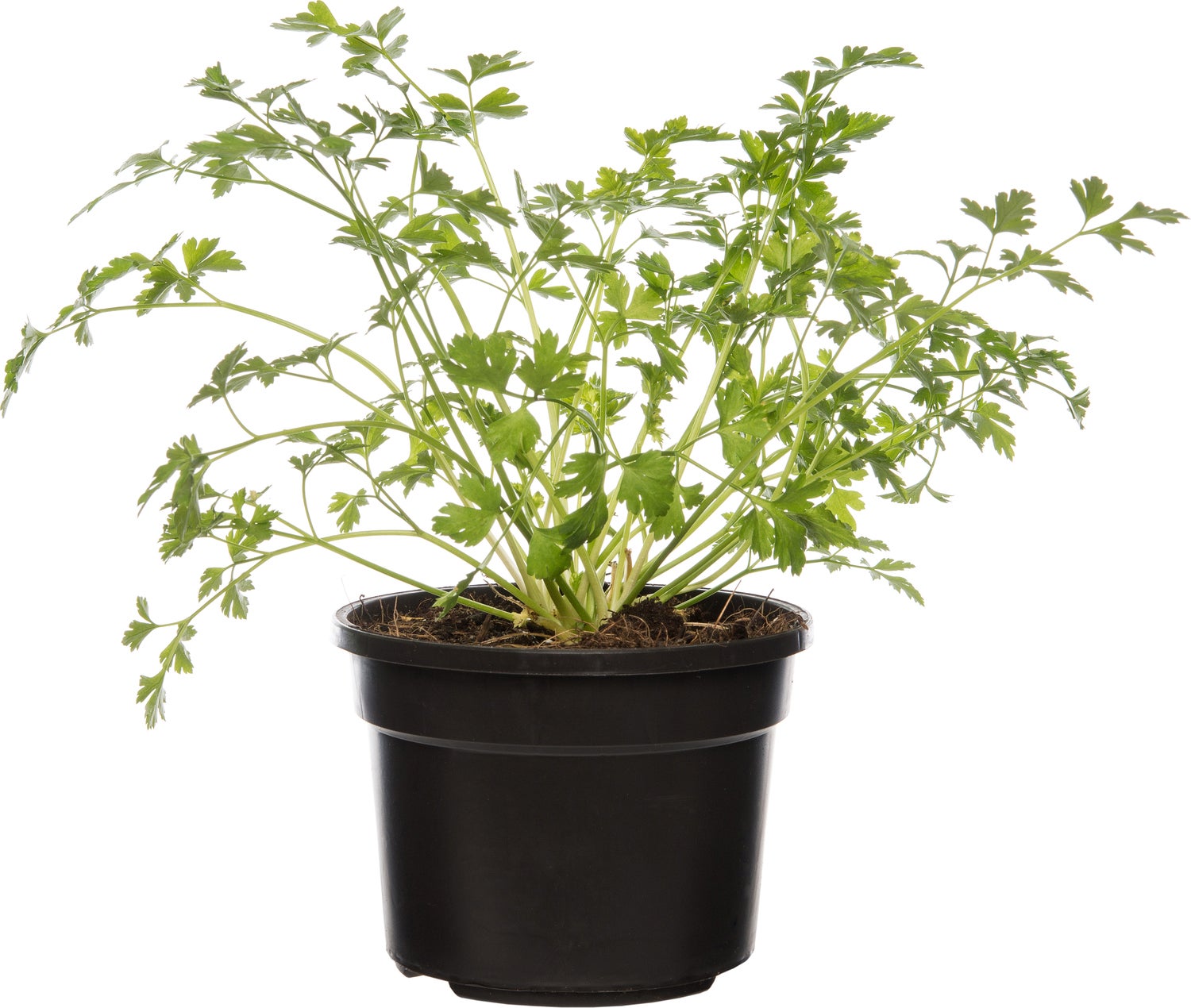 Biologische peterselie (Petroselinum crispum 'Gigante d'Italia') D 13 H 10 cm