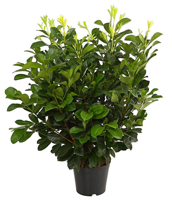 Kirschlorbeer 'Etna'