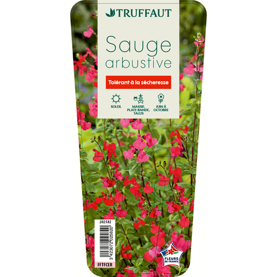Sauge de Graham : godet Ø9cm vert
