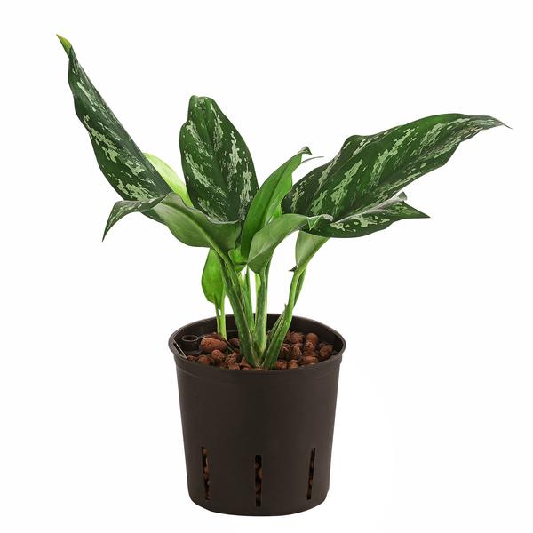 Kolbenfaden - Aglaonema 'Maria', Hydrokultur