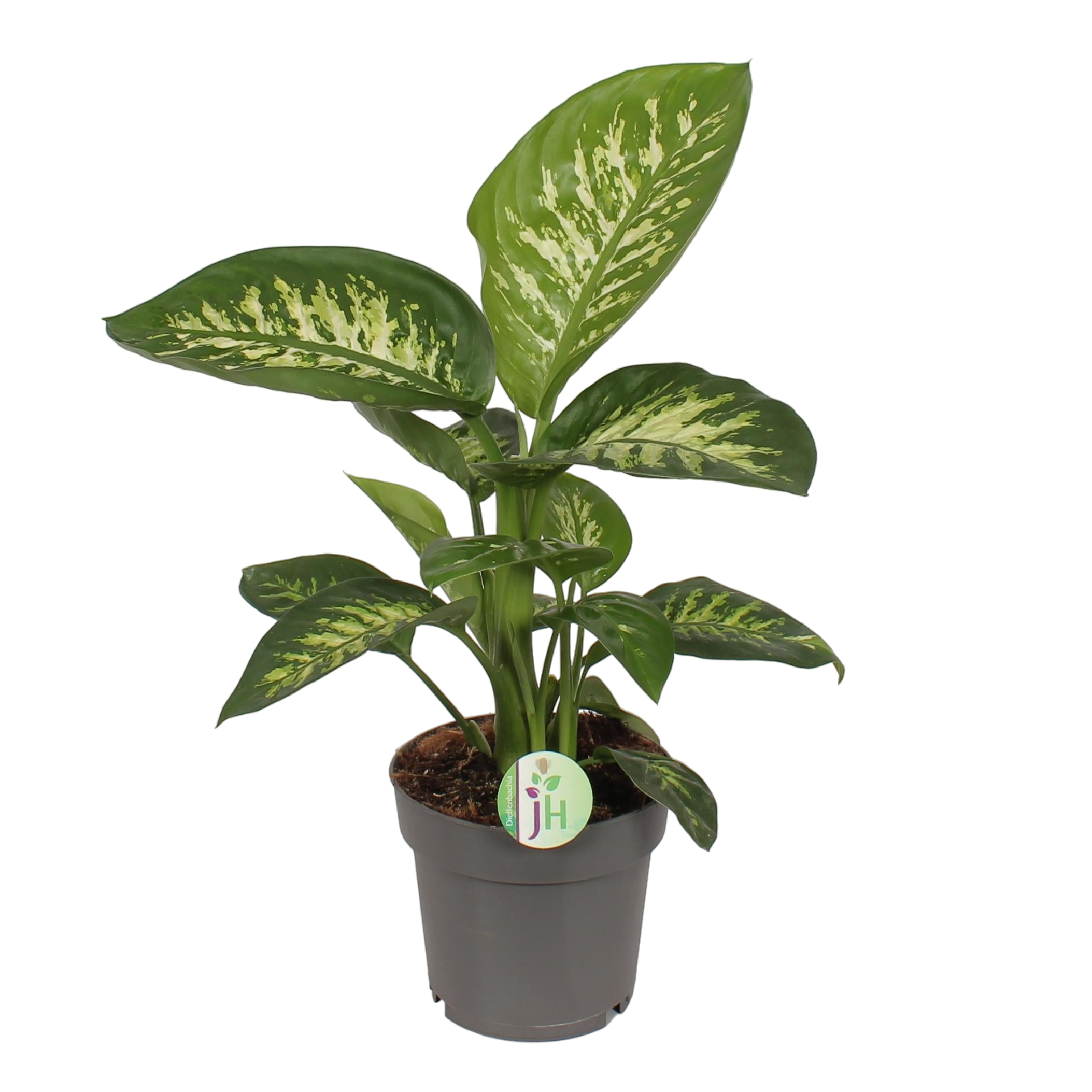 Plante d'intérieur - dieffenbachia 'reeva' 50.0cm