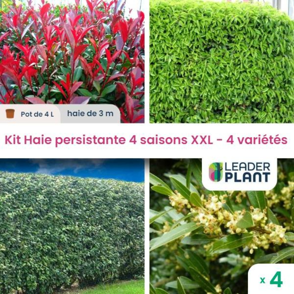 Haie persistante 4 saisons - lot de 4 plants en pot de 4 l