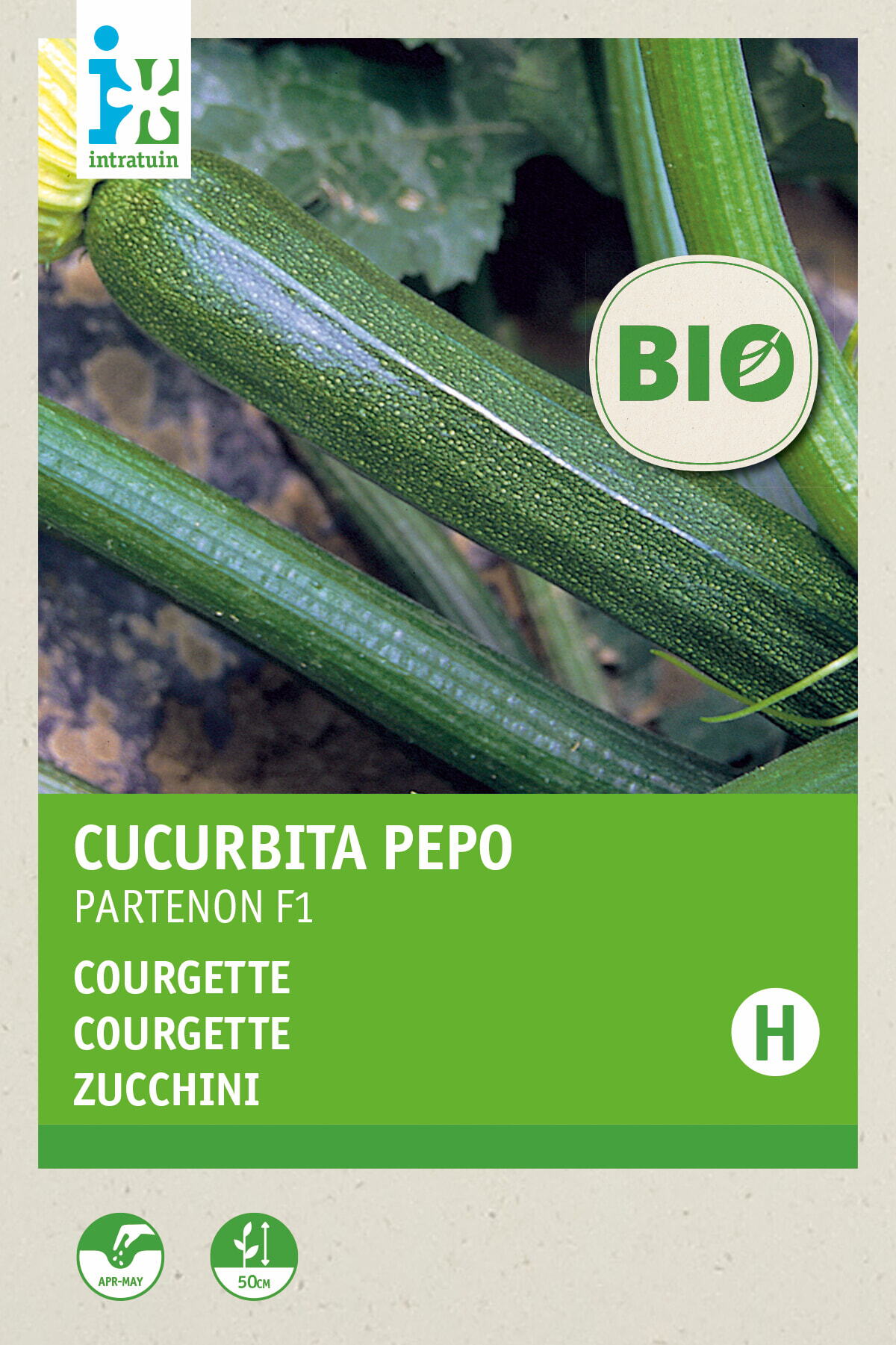 Biologische Intratuin groentezaad courgette (Curcurbita pepo 'Partenon F1')