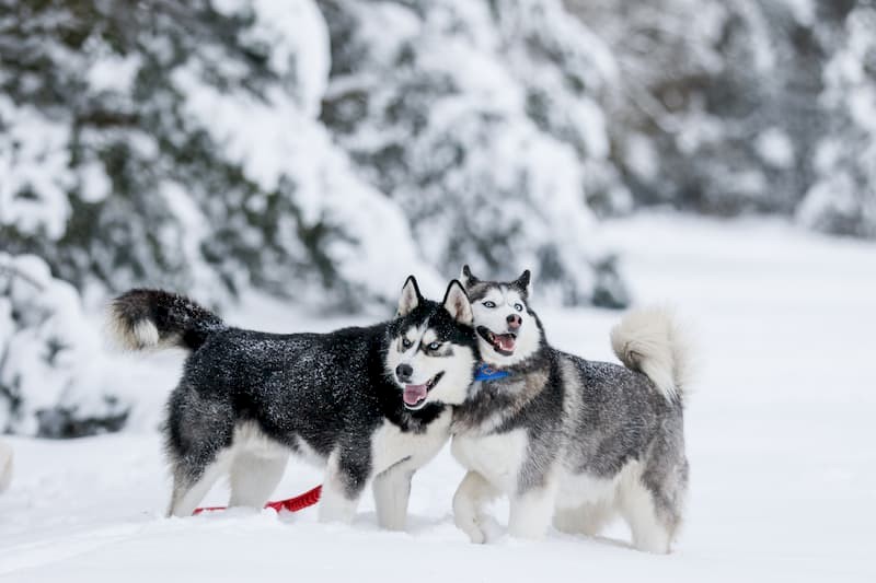 Excursiereis Finland: Ontdek Arctic Lakeland