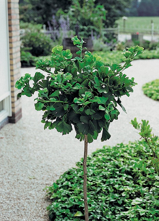 Japanse Notenboom (Ginkgo biloba 'Mariken') D 32 H 150 cm