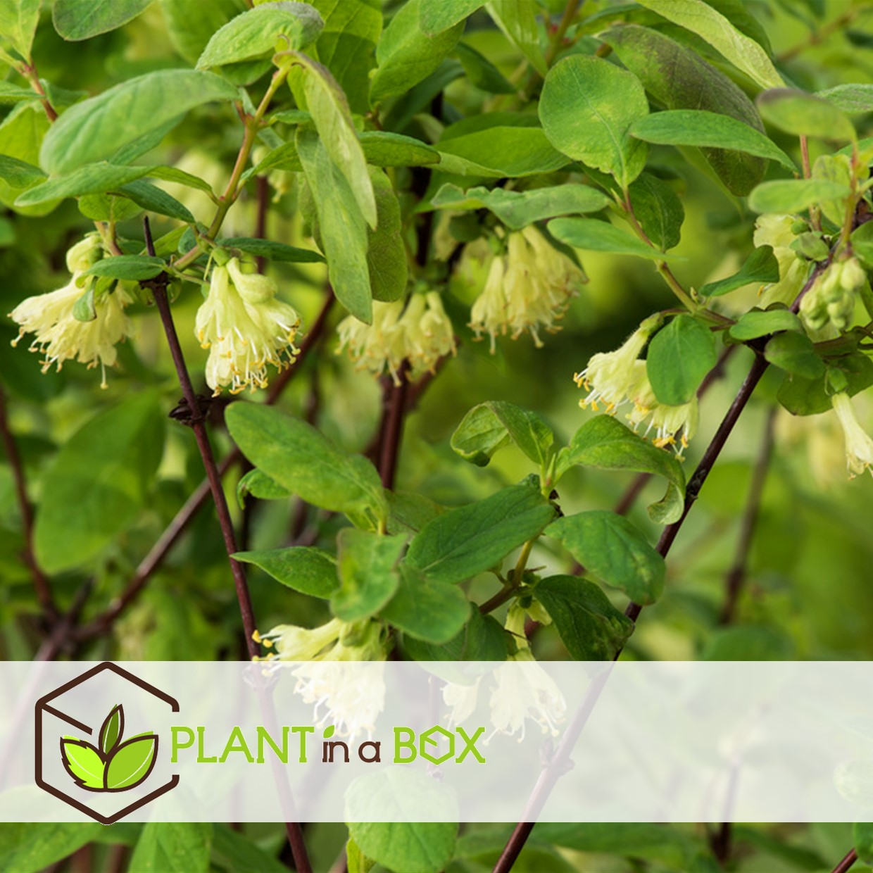 Lonicera kamtchatica - set de 6 - myrtille - pot 9cm - hauteur 25-40cm