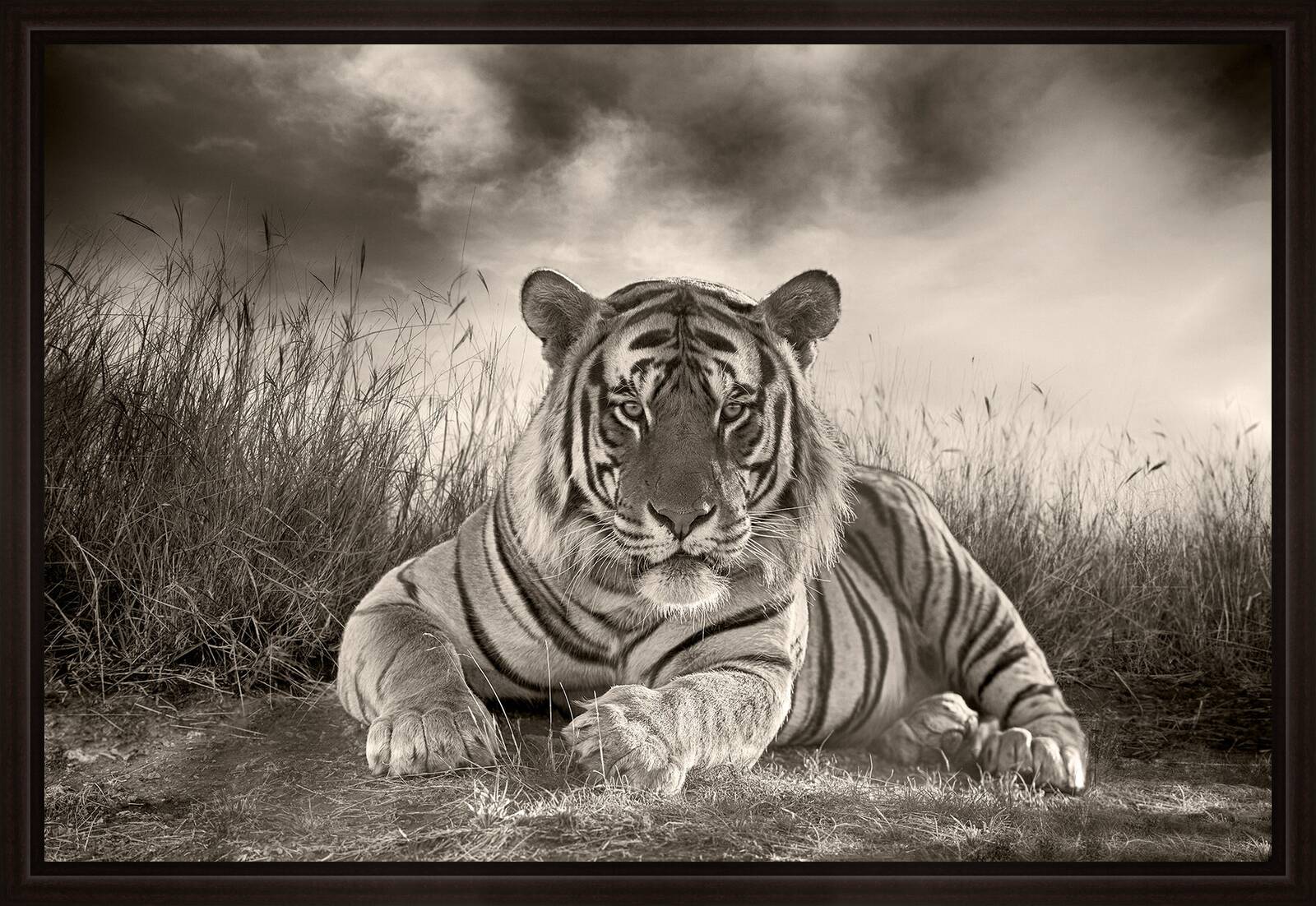 Bengal Tiger by Horst Klemm - Limited Edition. Edition of: 150. Signed.