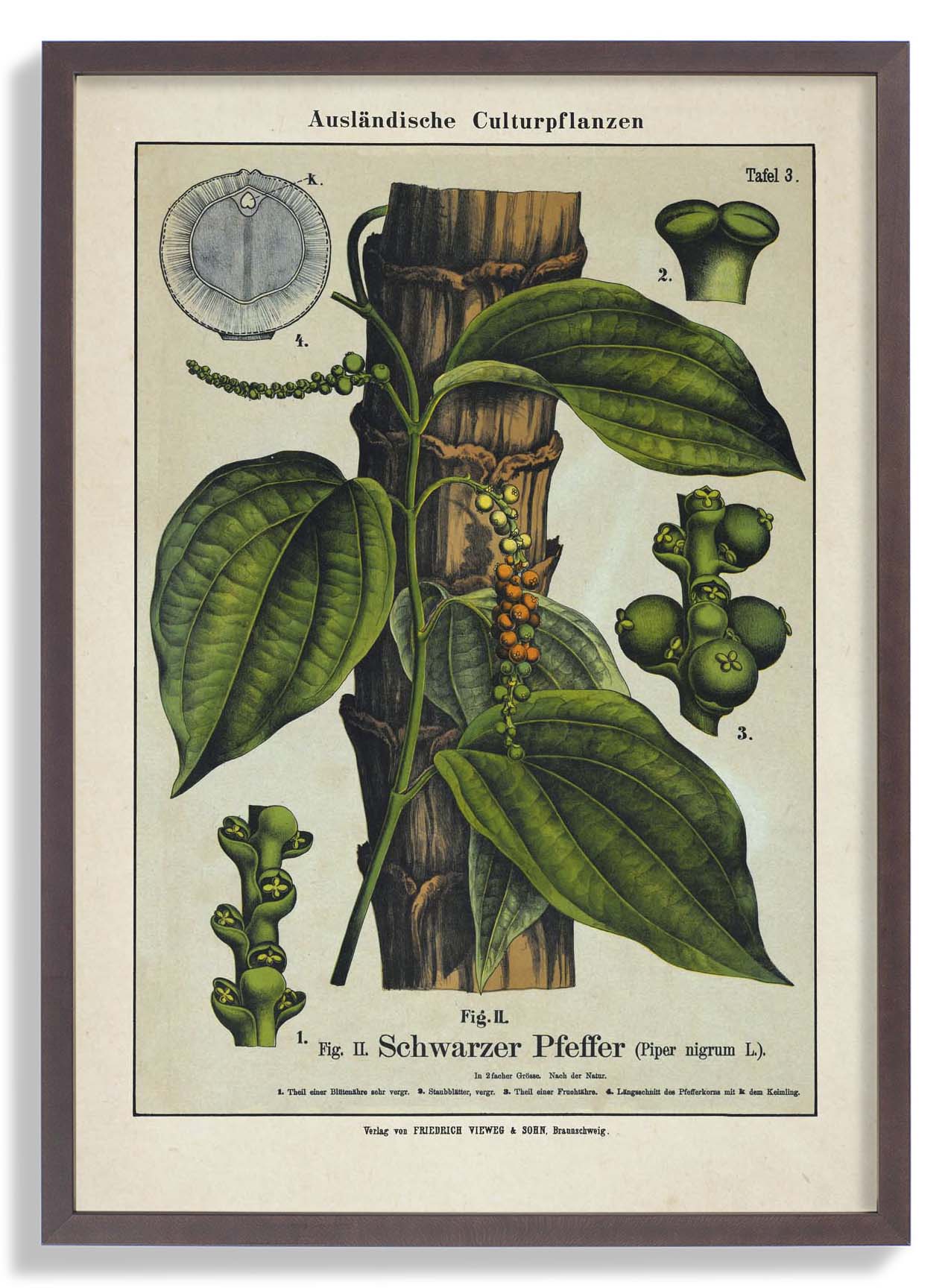 Schwarzer Pfeffer