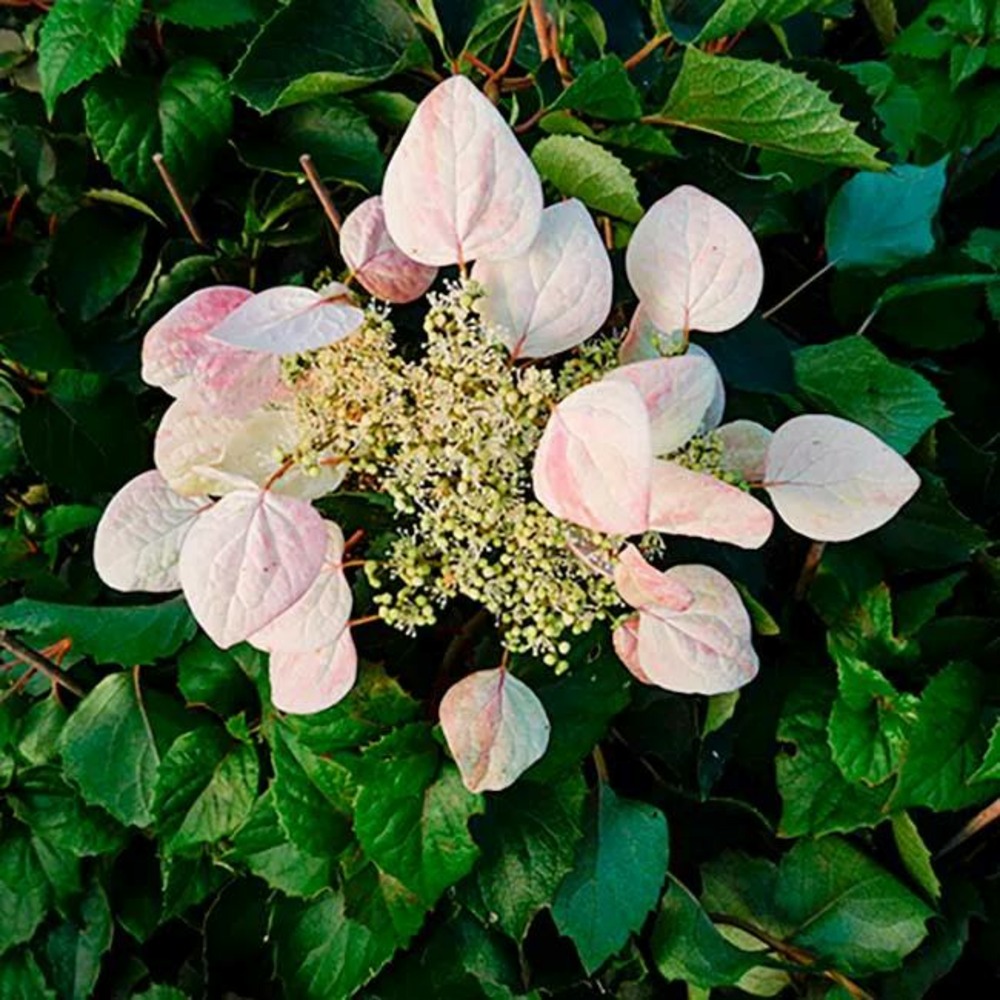 Schizophragma hydrangeoides 'roseum' - schizophragma hydrangeoides 3l