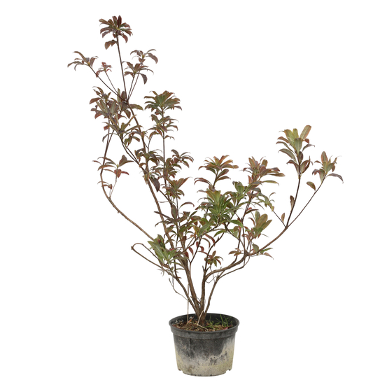 Azalea Mollis Trevarez pot 7,5L