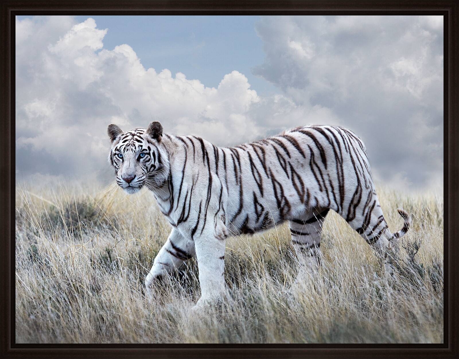 Bengal Tiger Queen by Horst Klemm - Limited Edition. Edition of: 150. Signed.