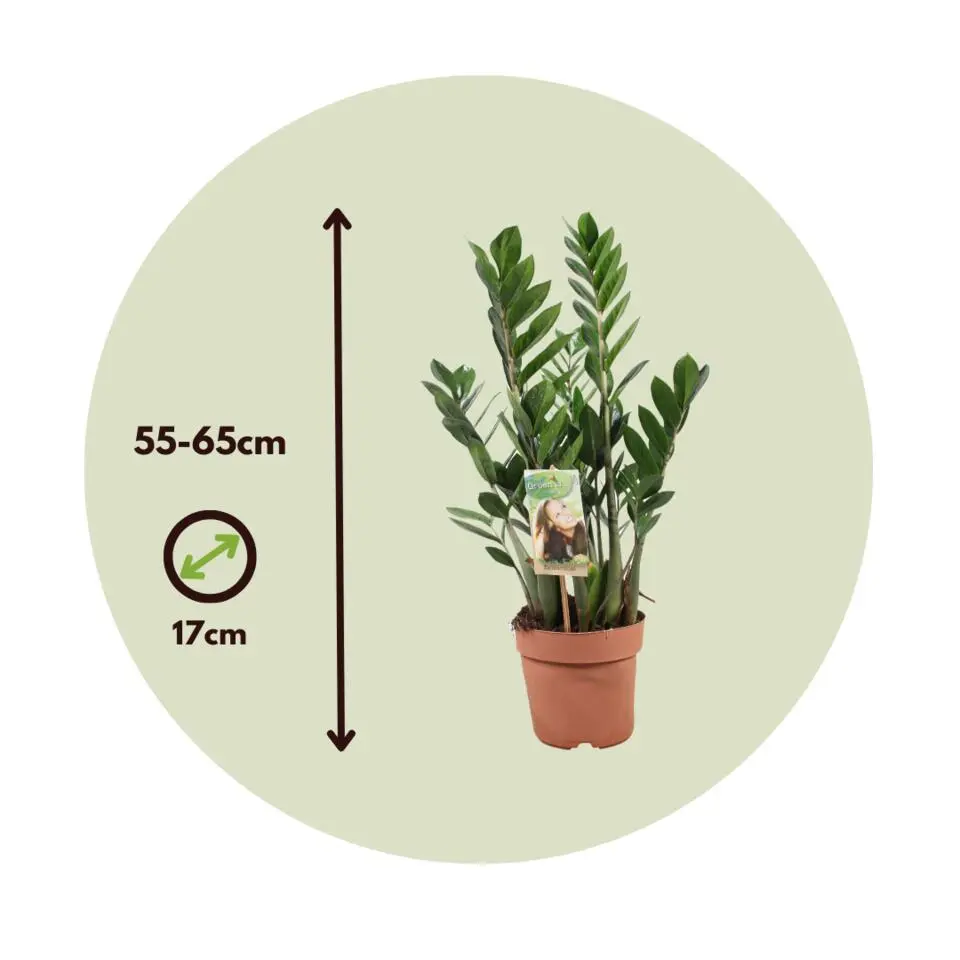 ZZ-plant - Zamioculcas Zamiifolia - Hoogte 55-65cm - ⌀17cm