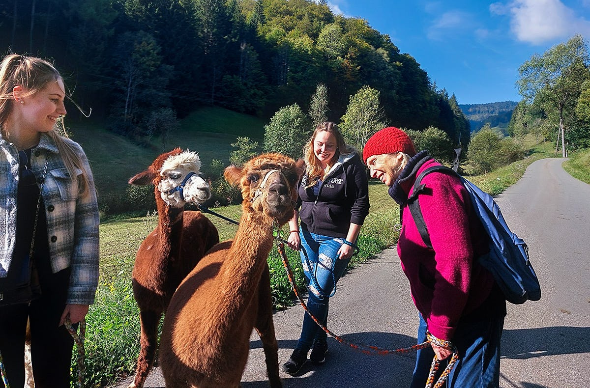 Alpaka Wanderung Kleines Wiesental