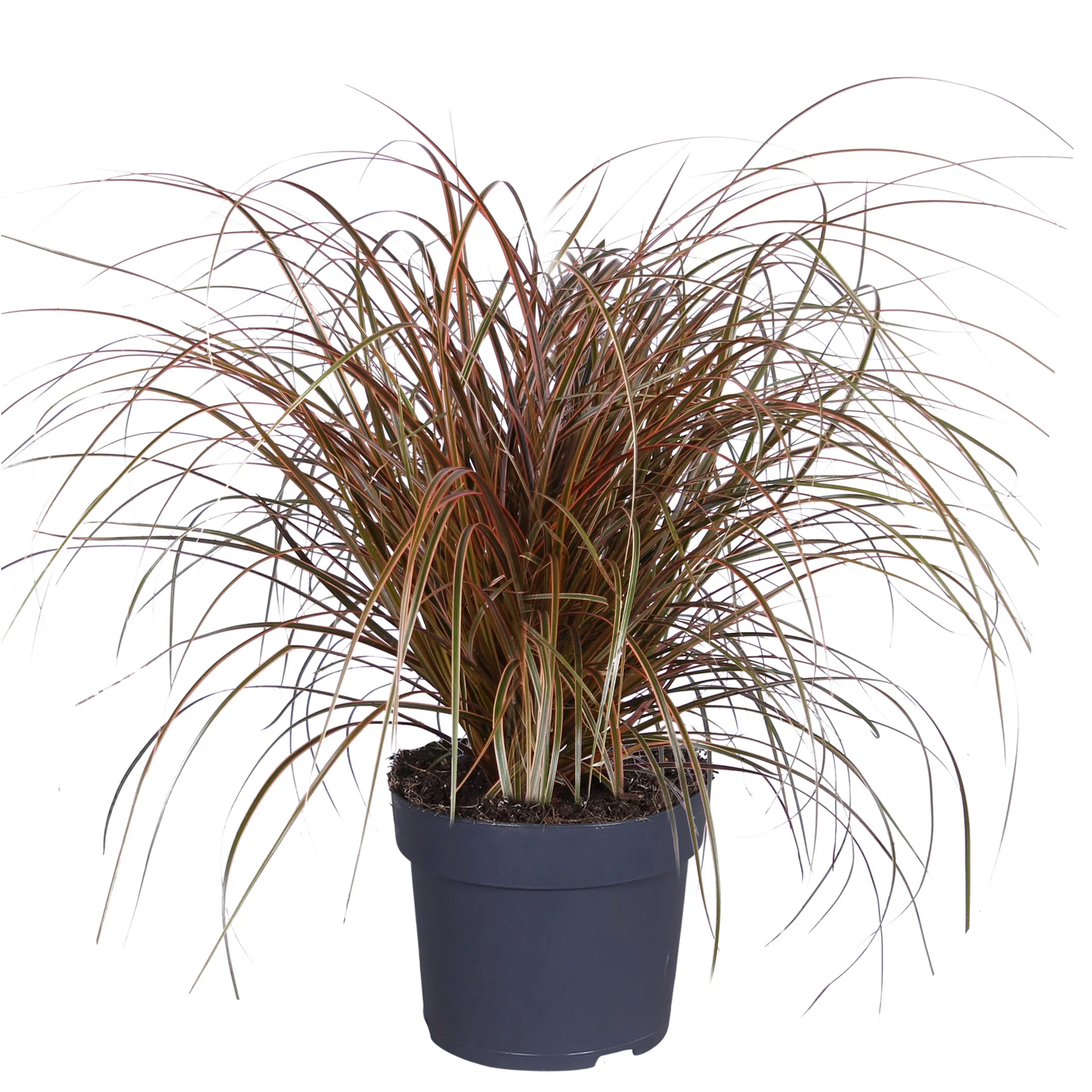 Uncinia rubra 'Everflame' 14 cm Uncinia rubia 'Everflame' Ø19 cm