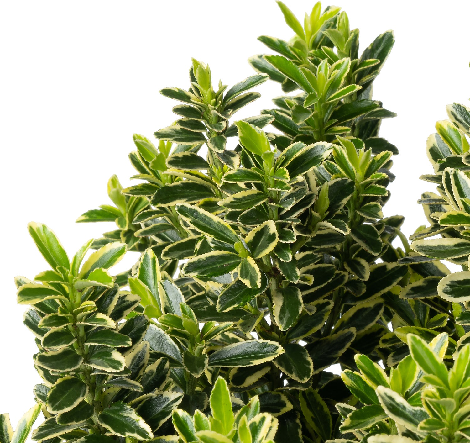 Japanse Kardinaalsmuts (Euonymus japonica 'Microphyllus Aureovariegatus') D 26 H 50 cm