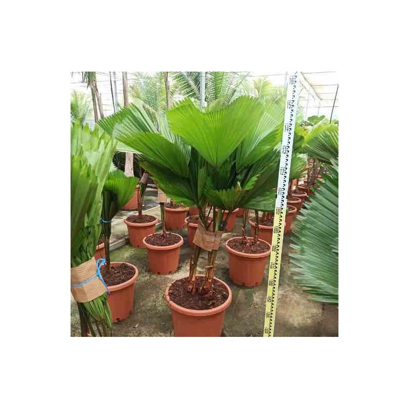 Licuala grandis (palmier cuillère) taille pot de 65l - 225/250cm