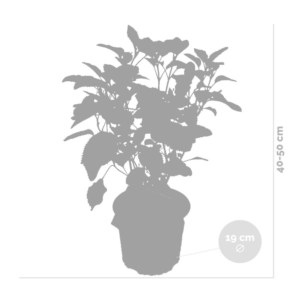 2x hortensia 'strong annabelle' - hortensia - arbuste - rustique – ⌀19 cm - ↕40-50 cm