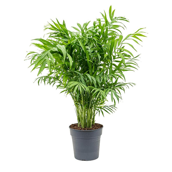 Palmier nain H90cm : pot D21cm
