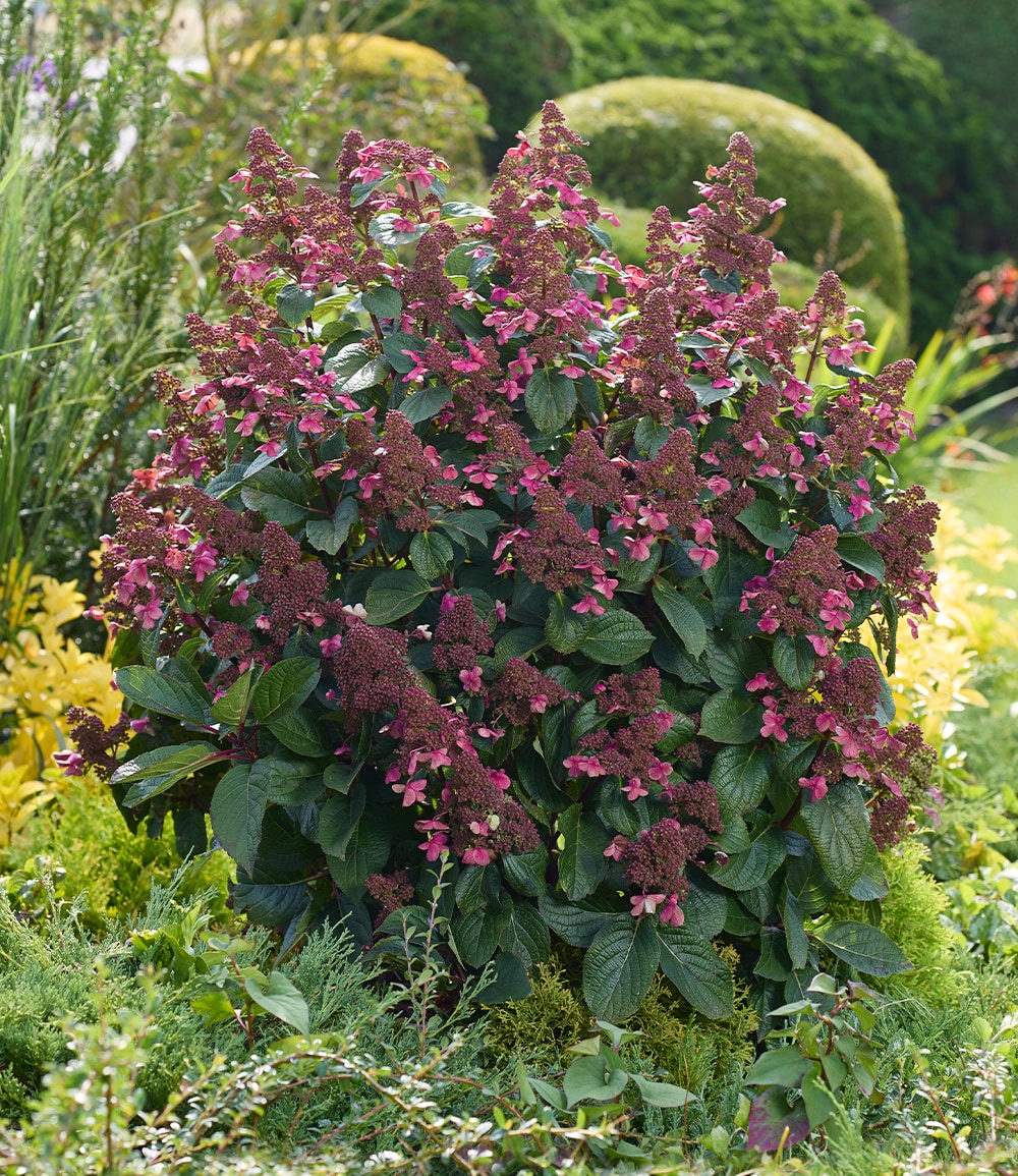 Rispen-Hortensie 'Living Infinity®'