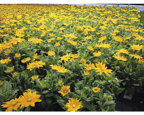 Zonnehoed Mix FloraSelf Rudbeckia x Hybride H 30-40 cm Co 5 L diverse soorten
