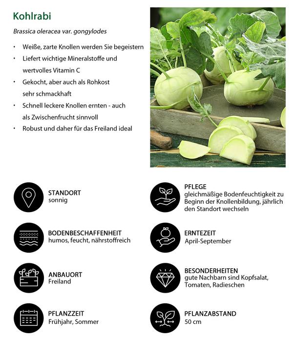 Kohlrabi, weiß, 12er Schale