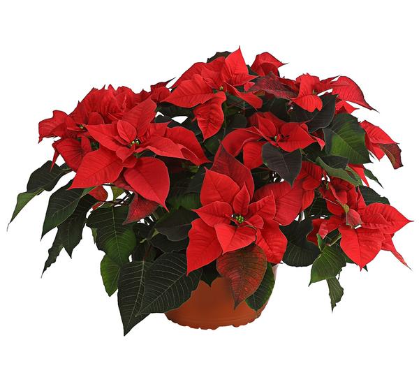 Weihnachtsstern - Euphorbia pulcherrima in