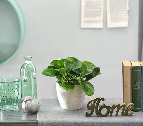Peperomie - Peperomia obtusifolia 'Lime'