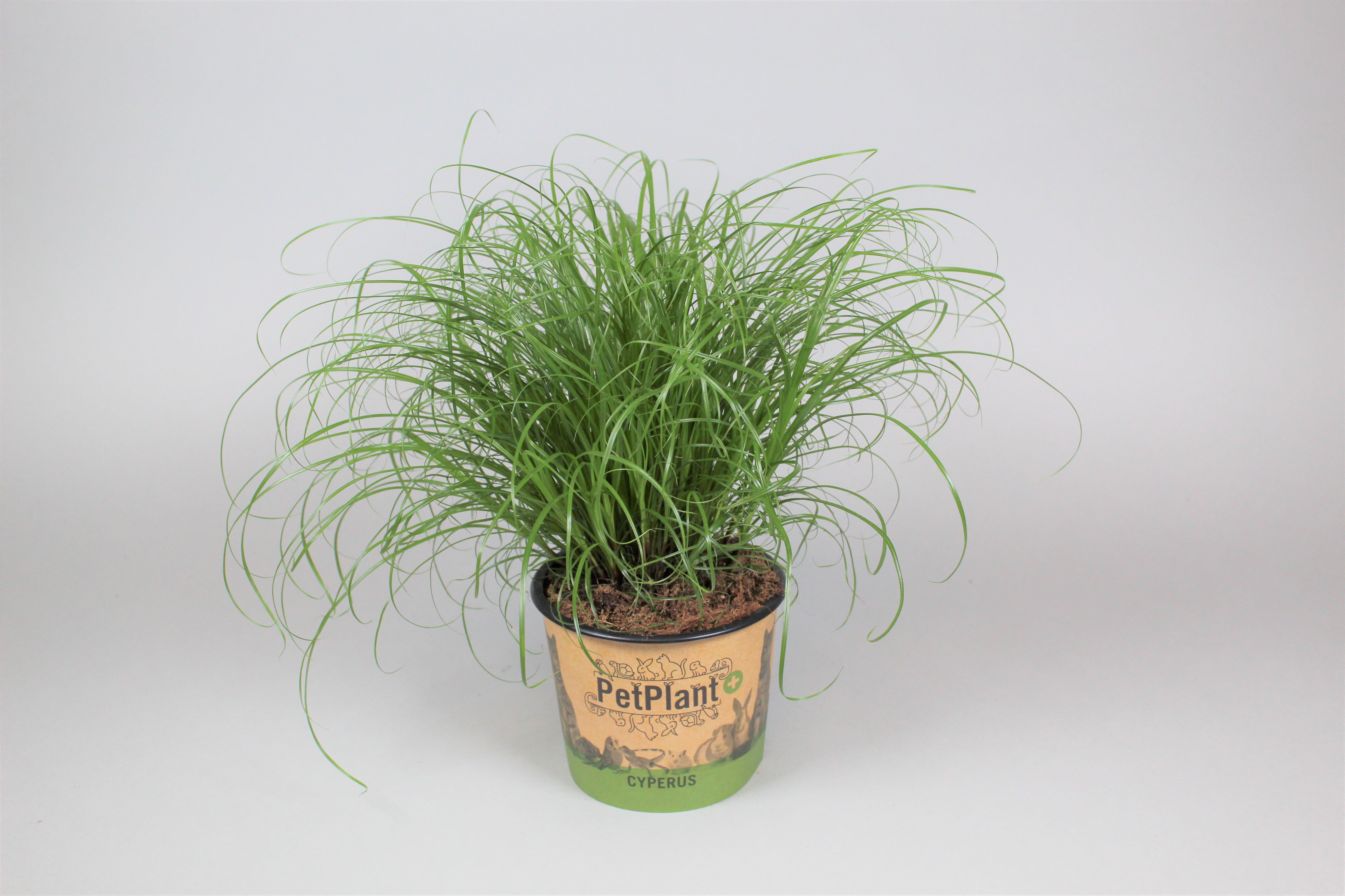 Kattengras (Cyperus) - Kamerplant - 12 cm