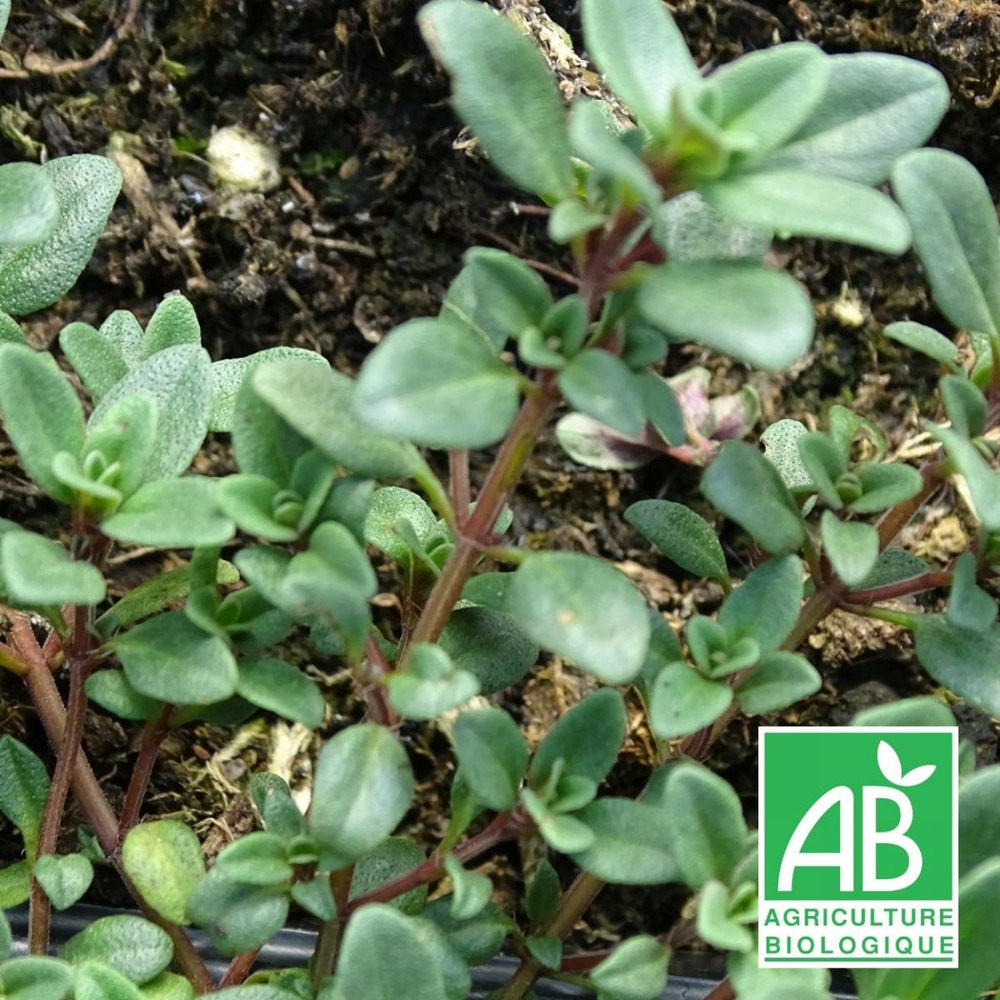 Thym chevelu comosus bio/thymus comosus[-]lot de 3 godets