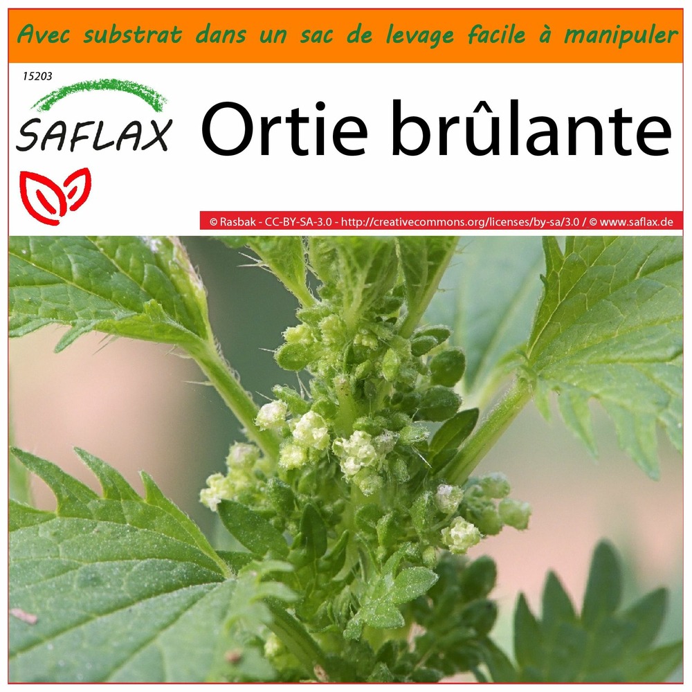 Jardin dans le sac - ortie brûlante - 150 graines - urtica urens