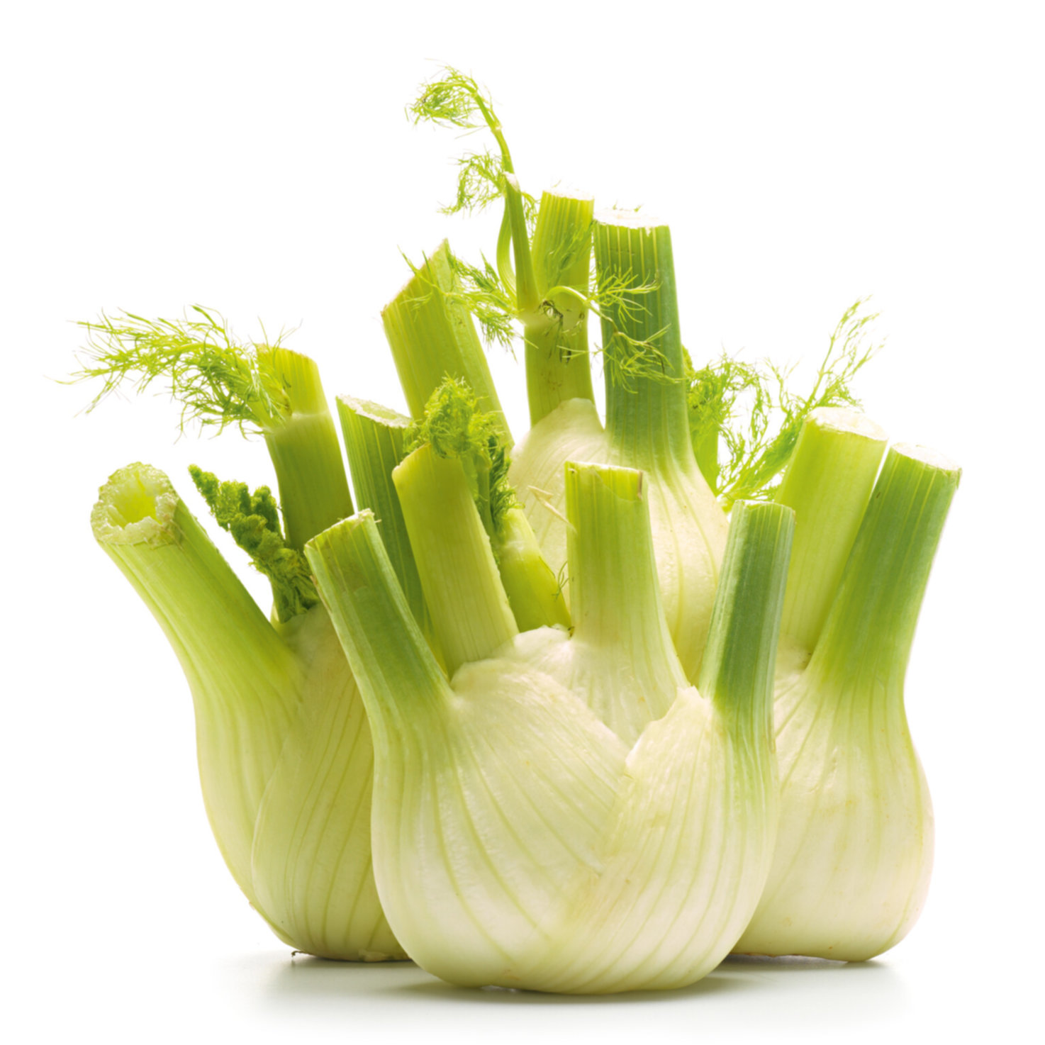 Fenchel ca. 500g -