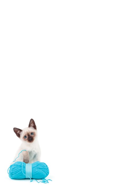 Studio Pets | Beterschapskaart | Lief