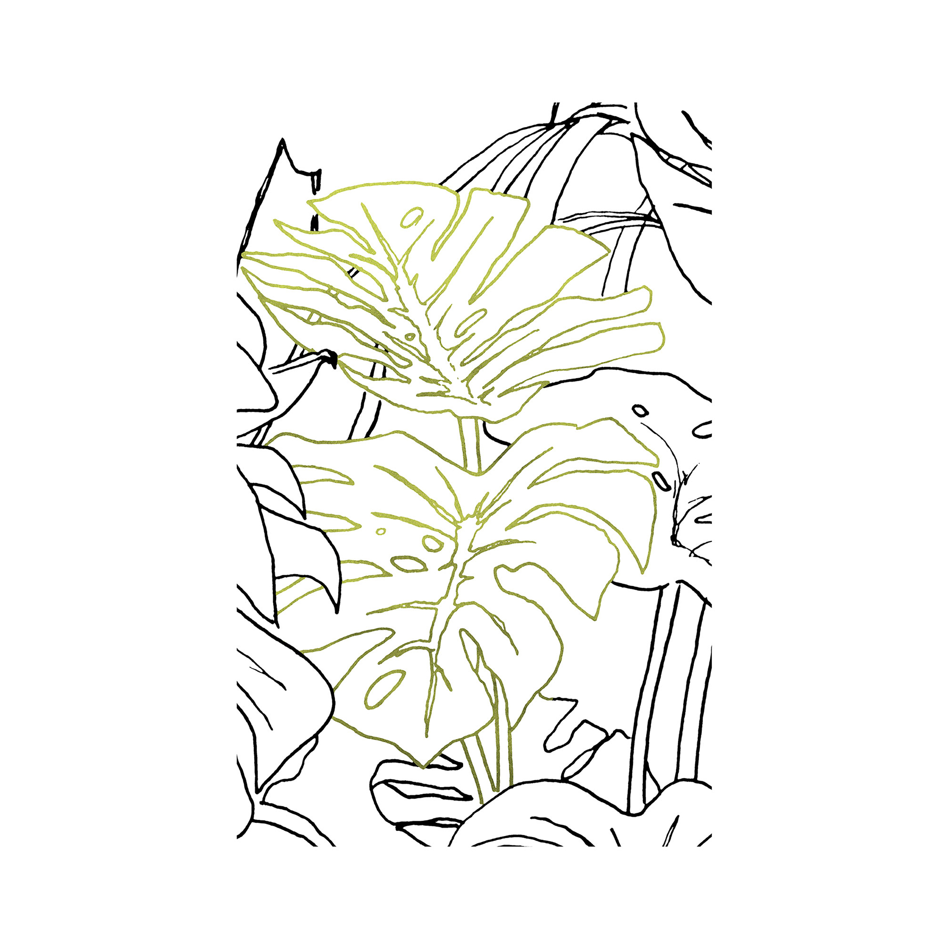Wandbild MONSTERA BORSIGIANA - 50x70 cm