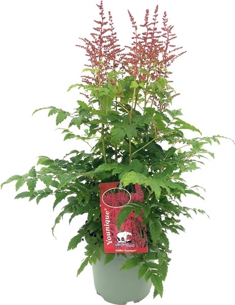 Pluimspirea (Astilbe chinensis 'Younique Carmine') D 19 H 50 cm