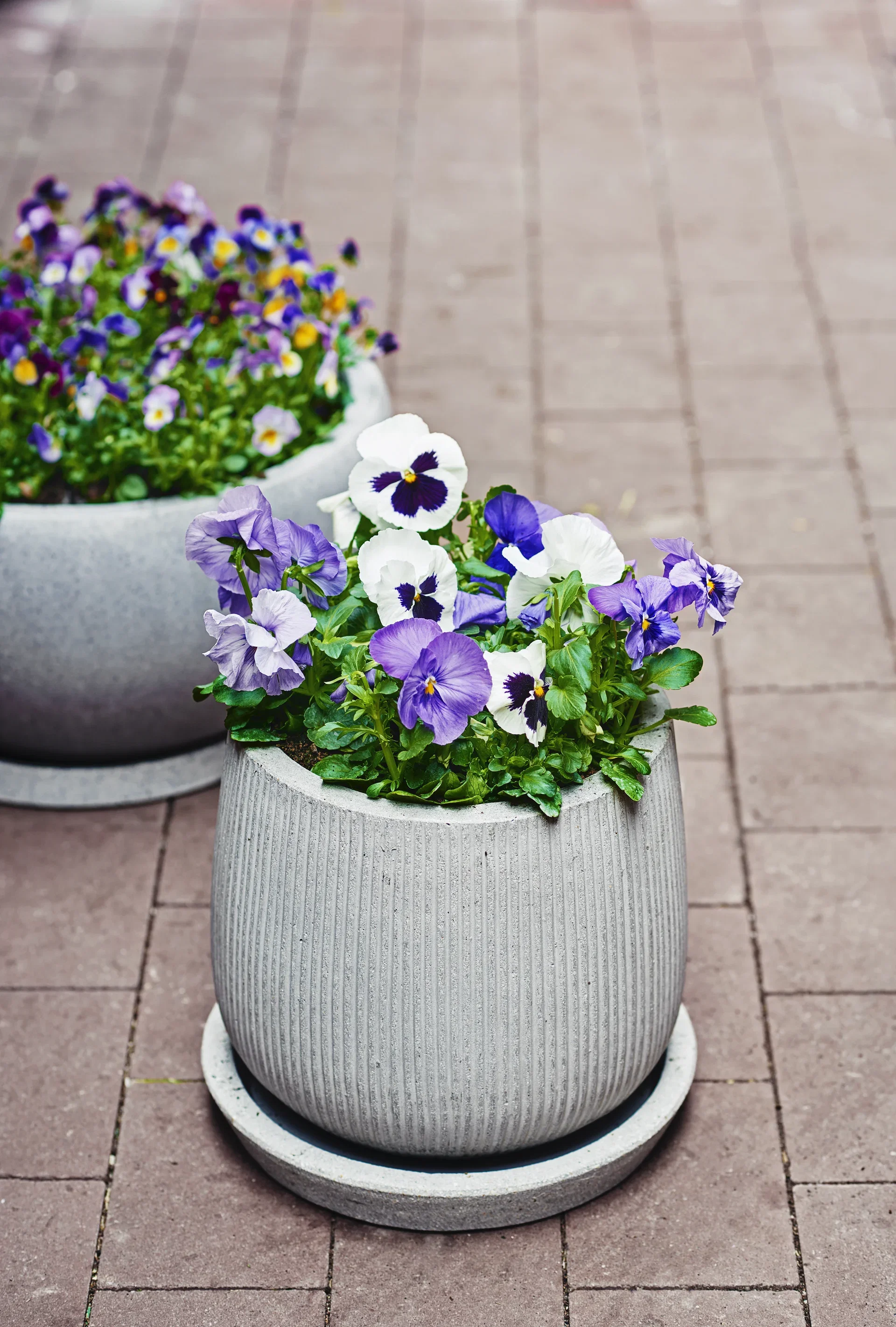 Viola x wittrockiana Stemor småblomstret 6 pk
