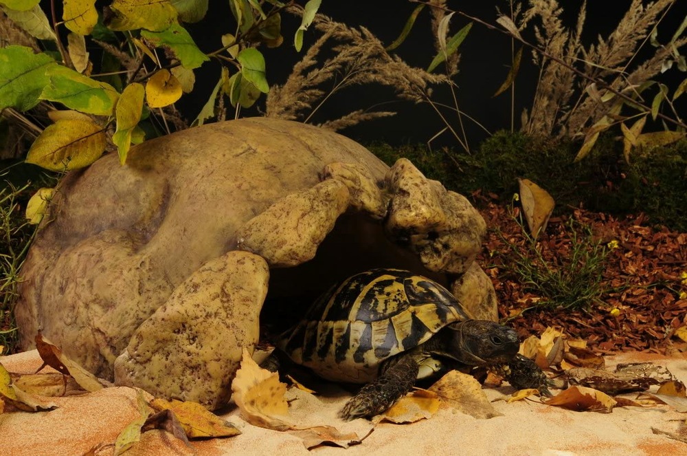 Caverne / grotte tortue