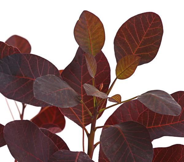 Perückenstrauch 'Royal Purple'