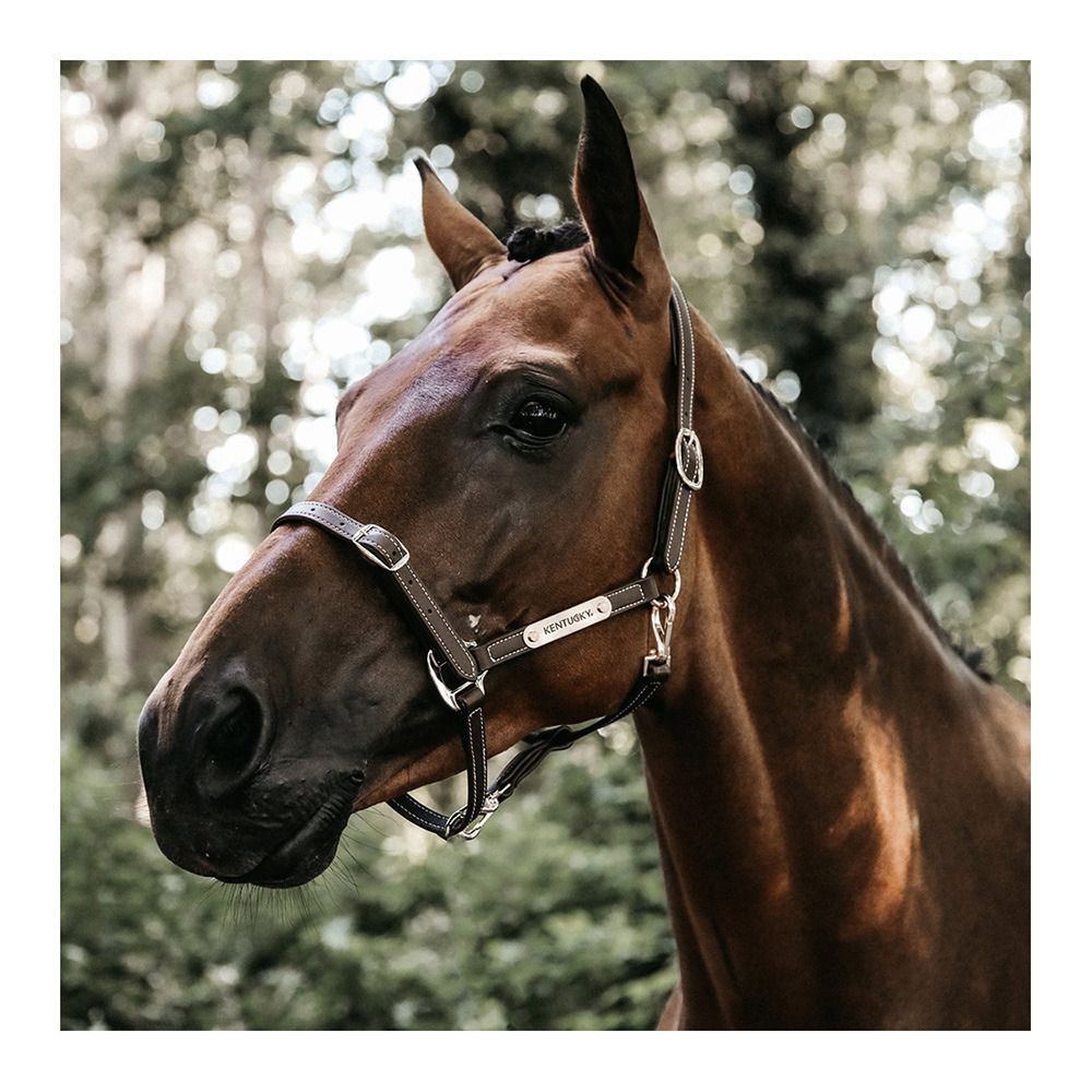 Kentucky FLEXIBLE - Licol brown