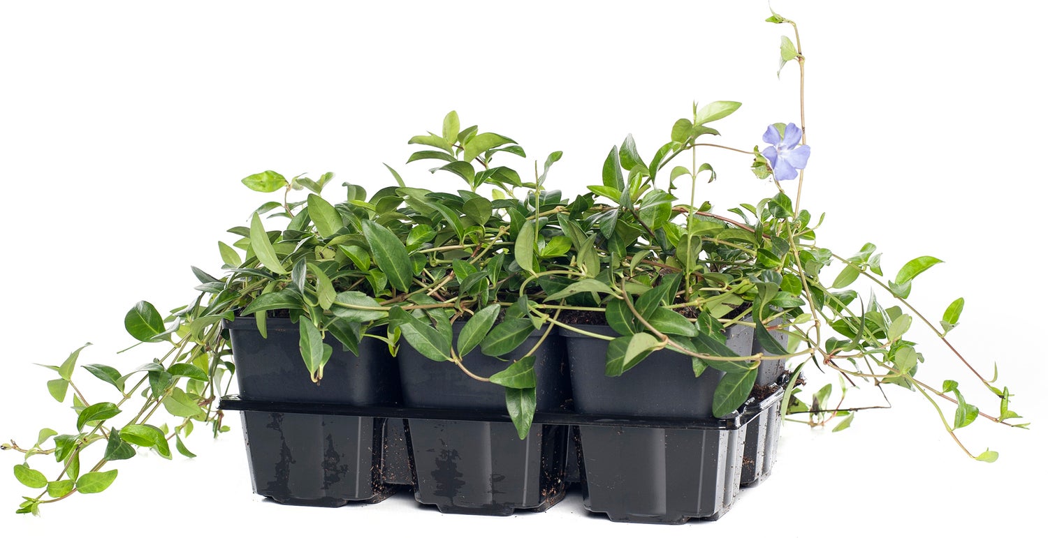 Kleine Maagdenpalm (Vinca minor) D 15 H 10 cm