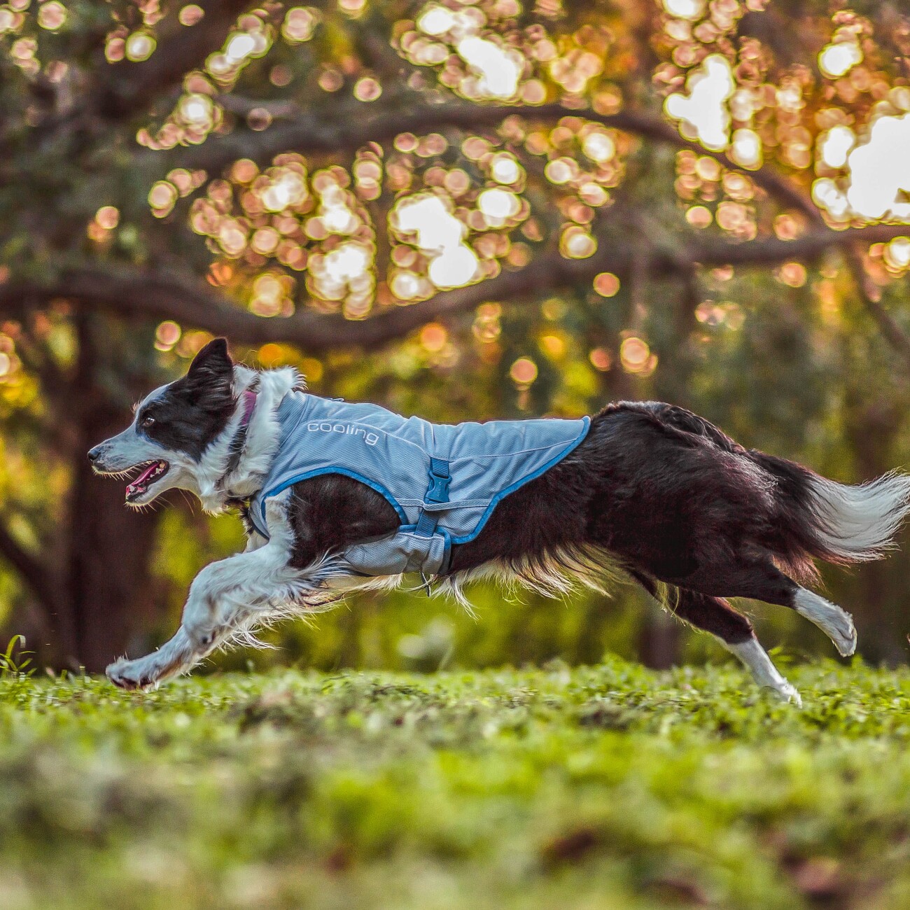 Kurgo Kühlweste für Hunde S