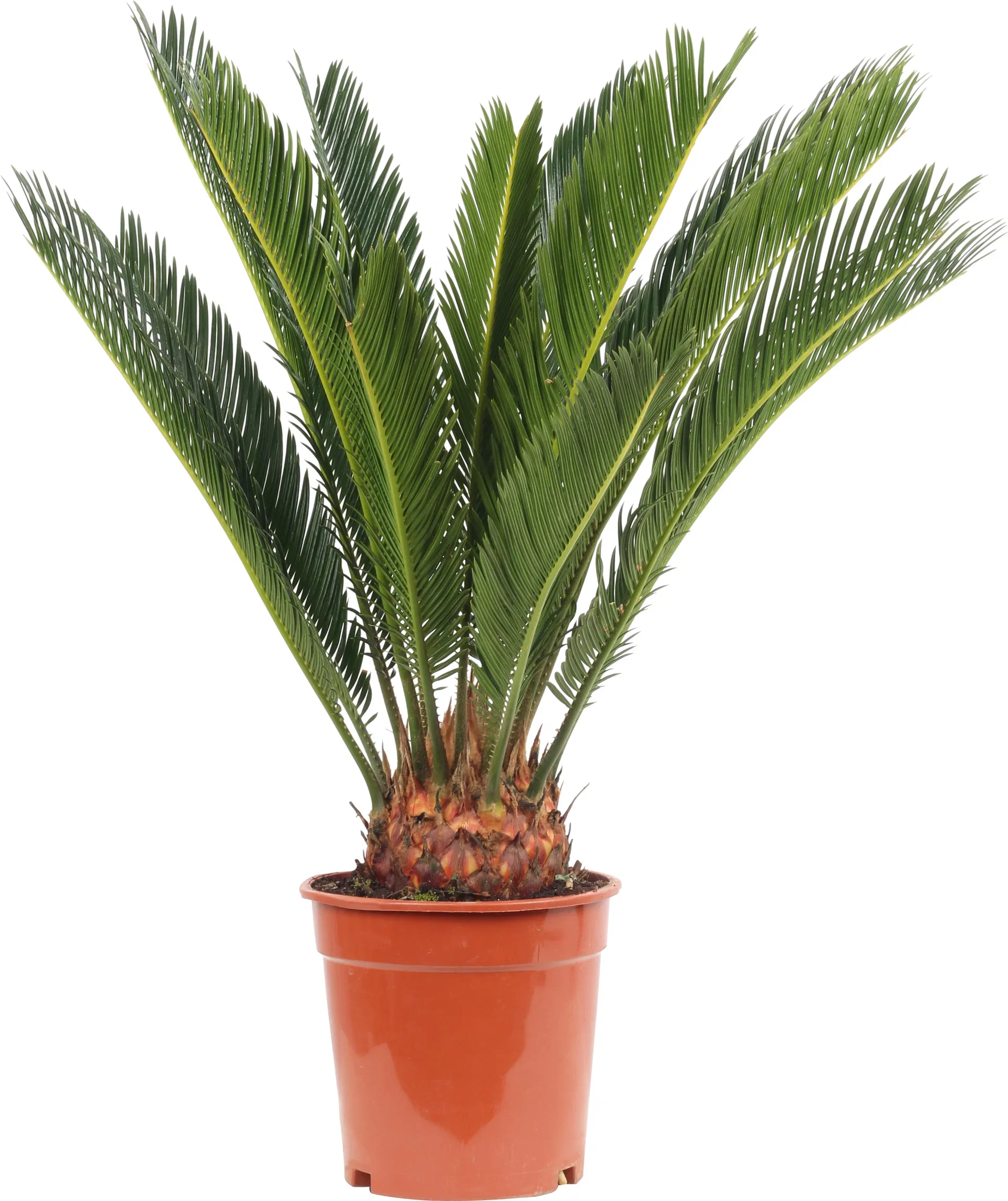 Cycas revoluta Konglepalme Høyde 65 cm